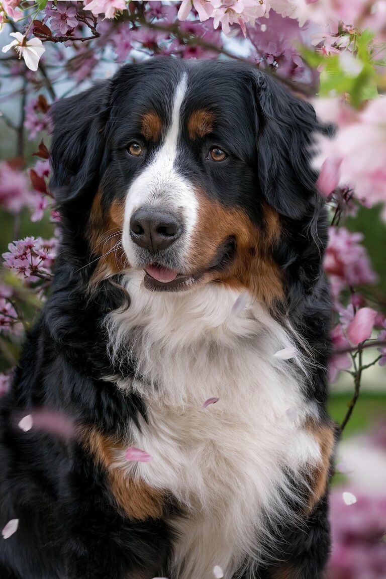 bernese mountain dog, cherry blossoms, dog, domestic animal, animal, mammal, outdoors, nature, pet, canine, pink, dog, dog, dog, dog, dog